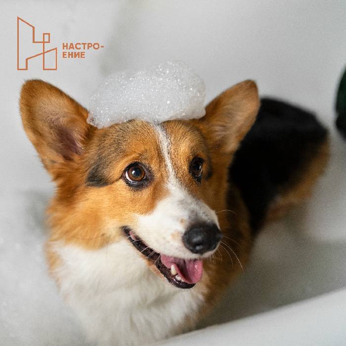 Лапомойка в жилом комплексе